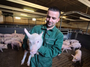 Schweinzucht der GreenPork GmbH